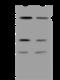 Zinc Finger Protein 219 antibody, 201765-T34, Sino Biological, Western Blot image 