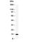 ATP Synthase Peripheral Stalk Subunit F6 antibody, R30181, NSJ Bioreagents, Western Blot image 