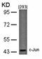 Jun Proto-Oncogene, AP-1 Transcription Factor Subunit antibody, orb14440, Biorbyt, Western Blot image 