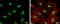 POU Class 2 Homeobox 1 antibody, GTX105202, GeneTex, Immunocytochemistry image 