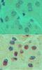 One Cut Homeobox 1 antibody, NBP2-27079, Novus Biologicals, Immunohistochemistry frozen image 