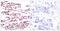 JunB Proto-Oncogene, AP-1 Transcription Factor Subunit antibody, PA5-37621, Invitrogen Antibodies, Immunohistochemistry frozen image 