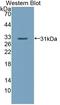 Palladin, Cytoskeletal Associated Protein antibody, LS-C372762, Lifespan Biosciences, Western Blot image 