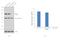 Mitotic Arrest Deficient 1 Like 1 antibody, PA5-28185, Invitrogen Antibodies, Western Blot image 