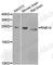 RAB1A, Member RAS Oncogene Family antibody, A4065, ABclonal Technology, Western Blot image 