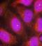 Phosphoinositide-3-Kinase Regulatory Subunit 1 antibody, orb69534, Biorbyt, Immunofluorescence image 