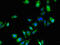 Syndecan Binding Protein antibody, CSB-PA020893LA01HU, Cusabio, Immunofluorescence image 