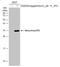 Norovirus antibody, GTX134386, GeneTex, Western Blot image 