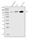 Wolframin ER Transmembrane Glycoprotein antibody, A01326-1, Boster Biological Technology, Western Blot image 