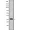 Empty Spiracles Homeobox 2 antibody, abx215149, Abbexa, Western Blot image 