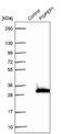 Pyroglutamyl-Peptidase I antibody, NBP1-80936, Novus Biologicals, Western Blot image 