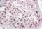 Pescadillo Ribosomal Biogenesis Factor 1 antibody, NB100-1258, Novus Biologicals, Immunohistochemistry frozen image 