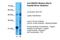 Tryptophanyl TRNA Synthetase 2, Mitochondrial antibody, PA5-43808, Invitrogen Antibodies, Western Blot image 