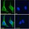 Thioredoxin domain-containing protein 5 antibody, LS-B9189, Lifespan Biosciences, Immunofluorescence image 