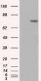 Prominin-2 antibody, TA500350, Origene, Western Blot image 