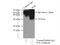 Placental Growth Factor antibody, 10642-1-AP, Proteintech Group, Immunoprecipitation image 