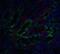 DNA Fragmentation Factor Subunit Alpha antibody, NBP1-76471, Novus Biologicals, Immunofluorescence image 