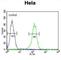 Transmembrane Protein 214 antibody, abx025581, Abbexa, Western Blot image 