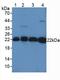 Peroxiredoxin 2 antibody, LS-C295855, Lifespan Biosciences, Western Blot image 