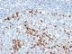 Immunoglobulin Kappa Variable 1D-16 antibody, NBP2-45079, Novus Biologicals, Immunohistochemistry frozen image 