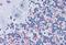 Proteasome Subunit Beta 5 antibody, NBP1-52476, Novus Biologicals, Immunohistochemistry frozen image 