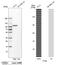 Glycogen Phosphorylase L antibody, HPA000962, Atlas Antibodies, Western Blot image 