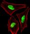 PHD Finger Protein 6 antibody, M03065, Boster Biological Technology, Immunofluorescence image 