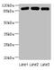 ArfGAP With SH3 Domain, Ankyrin Repeat And PH Domain 3 antibody, CSB-PA837444LA01HU, Cusabio, Western Blot image 