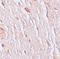 Solute Carrier Family 39 Member 7 antibody, A07719-2, Boster Biological Technology, Immunohistochemistry paraffin image 