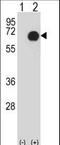 Ret Proto-Oncogene antibody, LS-C155981, Lifespan Biosciences, Western Blot image 