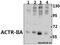 Activin A Receptor Type 2A antibody, A04770, Boster Biological Technology, Western Blot image 