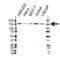 KDM3A antibody, VMA00290, Bio-Rad (formerly AbD Serotec) , Western Blot image 