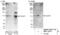 HIV-1 Tat Specific Factor 1 antibody, NBP1-18912, Novus Biologicals, Western Blot image 