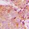 Breast Carcinoma Amplified Sequence 4 antibody, abx133700, Abbexa, Western Blot image 