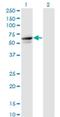 Tripartite Motif Containing 26 antibody, H00007726-M01, Novus Biologicals, Western Blot image 