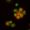 Nitrotyrosine antibody, MAB3248, R&D Systems, Immunofluorescence image 