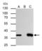 Thymidylate Synthetase antibody, PA5-27867, Invitrogen Antibodies, Immunoprecipitation image 