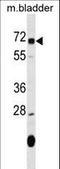 Oxidative Stress Induced Growth Inhibitor 1 antibody, LS-C158510, Lifespan Biosciences, Western Blot image 