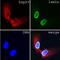 Lamin A/C antibody, LS-C82253, Lifespan Biosciences, Immunofluorescence image 