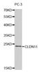 Claudin 11 antibody, MBS127660, MyBioSource, Western Blot image 