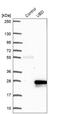 Ubiquitin D antibody, NBP2-13498, Novus Biologicals, Western Blot image 