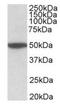 Muscarinic acetylcholine receptor M2 antibody, orb12313, Biorbyt, Western Blot image 