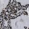 CAMP Responsive Element Binding Protein 1 antibody, FNab01961, FineTest, Immunohistochemistry frozen image 
