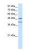 Ribonucleic Acid Export 1 antibody, orb330108, Biorbyt, Western Blot image 