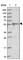 Dihydrouridine Synthase 2 antibody, HPA042560, Atlas Antibodies, Western Blot image 
