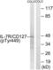 Interleukin 7 Receptor antibody, LS-C199117, Lifespan Biosciences, Western Blot image 