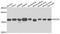 Programmed Cell Death 6 antibody, abx005125, Abbexa, Western Blot image 