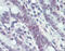 MutL Homolog 1 antibody, 49-070, ProSci, Immunohistochemistry paraffin image 