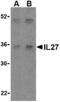 Interleukin 27 antibody, MBS150576, MyBioSource, Western Blot image 