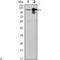 Ubiquitin Like Modifier Activating Enzyme 7 antibody, LS-C812794, Lifespan Biosciences, Western Blot image 